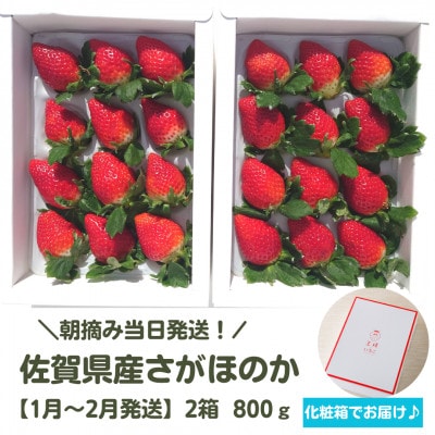 【R7年1月2月】 朝摘み当日発送!王様のいちご 2箱 0.8kg【佐賀県産さがほのか】