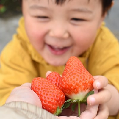 【1月・2月朝摘み当日発送】王様のいちご(さがほのか)400g×2箱(計0.8kg)【こだわり栽培】