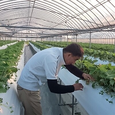 【1月・2月朝摘み当日発送】王様のいちご(さがほのか)400g×2箱(計0.8kg)【こだわり栽培】