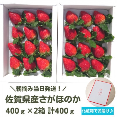 R6年【年内発送】 朝摘み当日発送!王様のいちご 2箱 0.8kg【佐賀県産さがほのか】