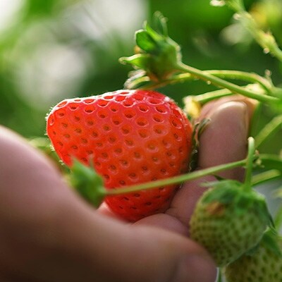 【2020年3月発送分】佐賀県江北町産 摘みたてこおりいちご1kg(冷凍いちご)