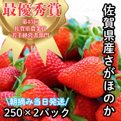 【R8年2月より順次発送】朝摘みいちご 佐賀県産さがほのか 約500g(約250g×2パック)