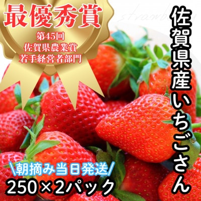 【R8年2月より順次発送】朝摘みいちご 佐賀県産いちごさん 約500g(約250g×2パック)