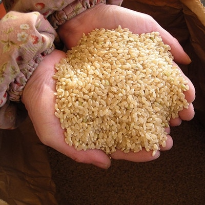 特別栽培米「さがびより」玄米 5kg