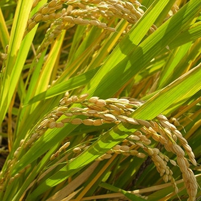 特別栽培米「さがびより」玄米 5kg