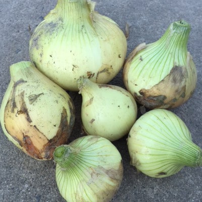 佐賀県産玉ねぎ 10kg(サイズ不ぞろい)