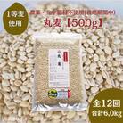 【毎月定期便】【丸麦】農薬・化学肥料不使用(栽培期間中)佐賀県江北町産サチホゴールデン全12回