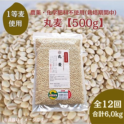 【毎月定期便】【丸麦】農薬・化学肥料不使用(栽培期間中)佐賀県江北町産サチホゴールデン全12回