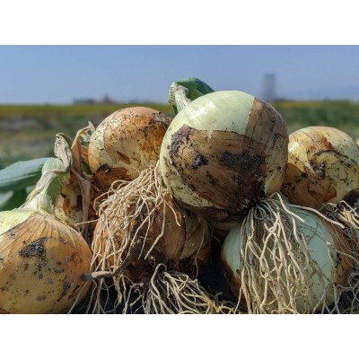 【こうふく玉】佐賀県江北町産新玉ねぎ 10kg