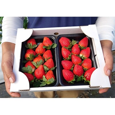 春限定3 4月 農園直送 いちごさん さがほのか 250g 2p 計500g 花祭果実 お礼品詳細 ふるさと納税なら さとふる 春限定3 4月 農園直送 いちごさん さがほのか 250g 2p 計500g 花祭果実 お礼品詳細 ふるさと納税なら さとふる