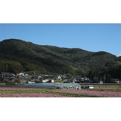 いちごと花を楽しむ農園の『自然と育ついちご 2種 250g×2パック 3L～4L』