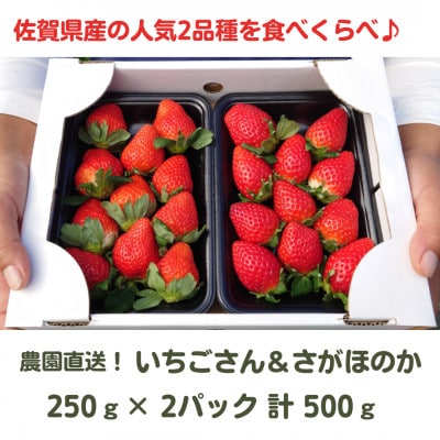 【R7年1月～順次発送】佐賀県産苺の食べくらべ♪いちごさん&さがほのか【250g×2p 計500g】