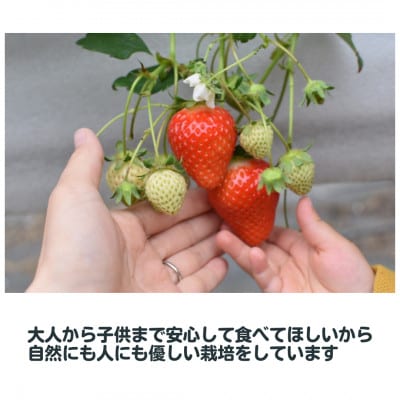 【R7年1月～順次発送】佐賀県産苺の食べくらべ♪いちごさん&さがほのか【250g×2p 計500g】