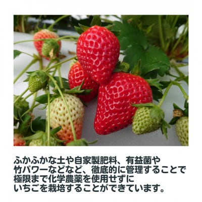 【R7年1月～順次発送】佐賀県産苺の食べくらべ♪いちごさん&さがほのか【250g×2p 計500g】