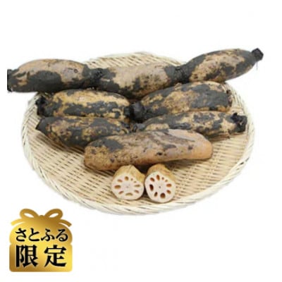 【さとふる限定】佐賀江北産　昔蓮根(泥付き)2kg