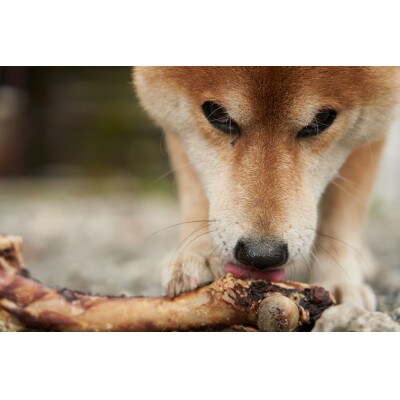 高品質!犬用鹿肉ジャーキー4Pセット