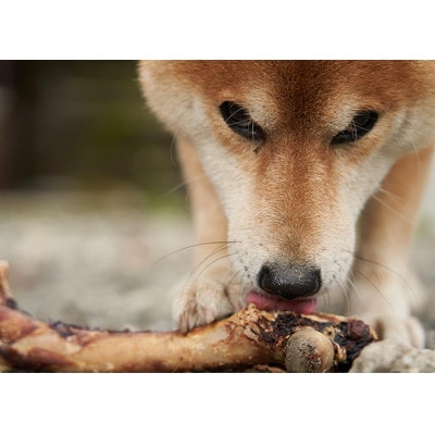 高品質!犬用鹿骨ジャーキー