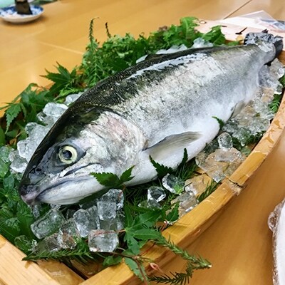 「設楽町産」　絹姫サーモン　お刺身用フィレ