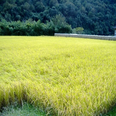 九州山江村産ひのひかり精米3kg・淡島神社の安産梅干し(大粒)300g・(小粒)300g