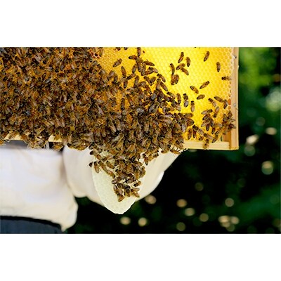 菅野養蜂場 ハチミツ250g 5種類欲張りセット