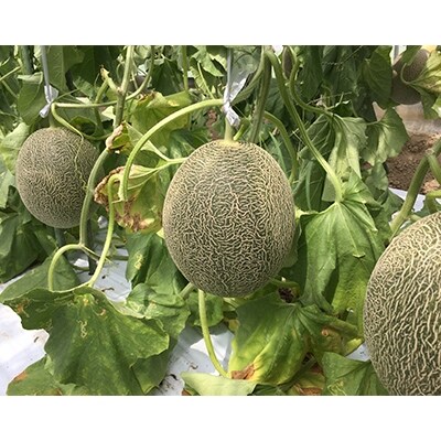 大きくて甘い 南国グリーンメロン 2玉 お礼品詳細 ふるさと納税なら さとふる 大きくて甘い 南国グリーンメロン 2玉 お礼品詳細 ふるさと納税なら さとふる