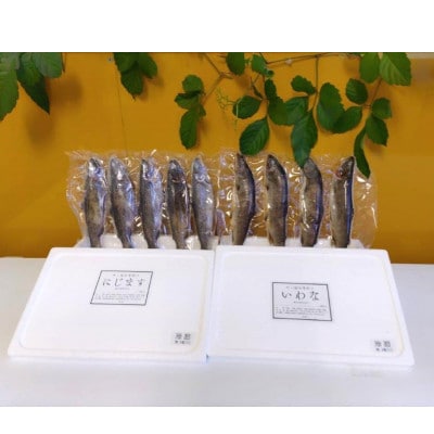 水源の里七ヶ宿　蔵王天然水仕込み「いわな・にじます」9尾セット(いわな4尾・にじます5尾)