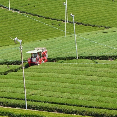 お茶たっぷり5袋セット