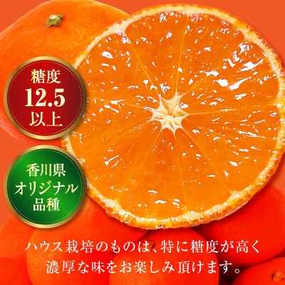 ハウスさぬき紅みかん　化粧箱入り