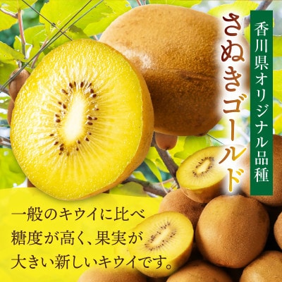 さぬきゴールドキウイ　約2.5kg