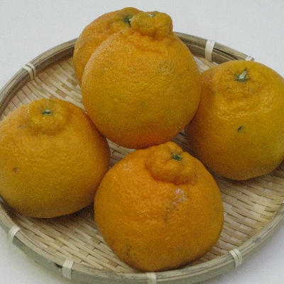 訳あり不知火 約5kg