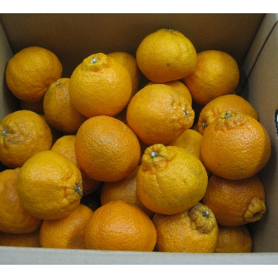 訳あり不知火 約5kg