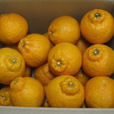 デコポン　約3kg