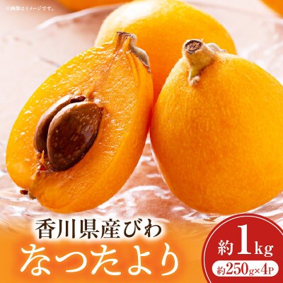 びわ(なつたより)　約1kg