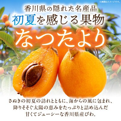 びわ(なつたより)　約1kg