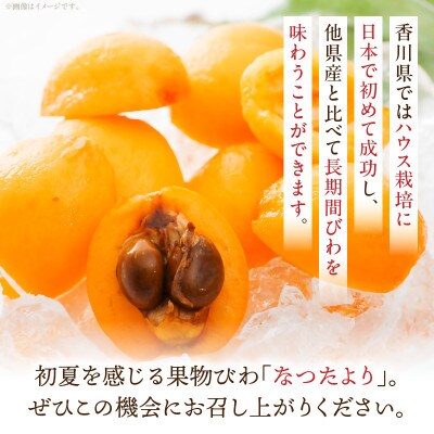 びわ(なつたより)　約1kg