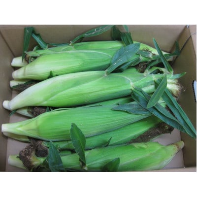 三木町産　ホワイトコーン　約3kg