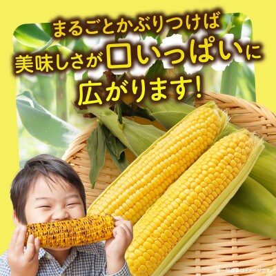 三木町産　イエローコーン　約3.5kg