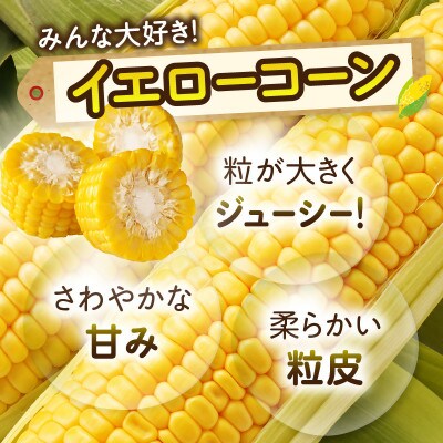 三木町産　イエローコーン　約3.5kg