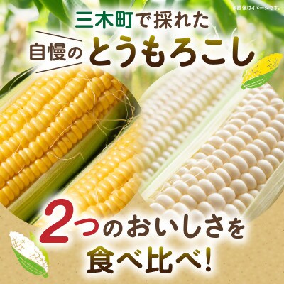 三木町産　ホワイト&イエローコーン詰合せ　約4kg