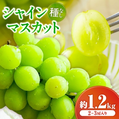 シャインマスカット　約1.2kg