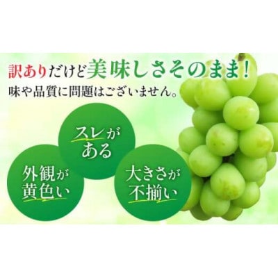 訳ありシャインマスカット　約1.4kg