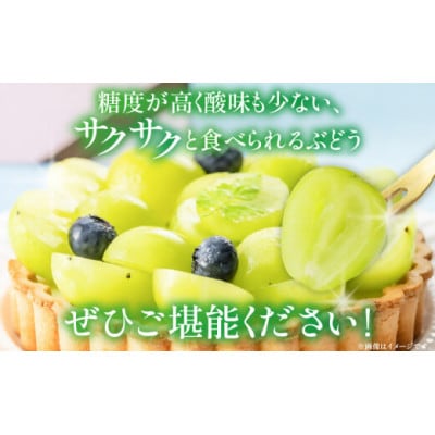 訳ありシャインマスカット　約1.4kg