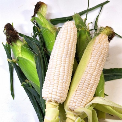 ご家庭用細物ホワイトコーン　約3.5kg