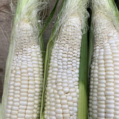 ご家庭用細物ホワイトコーン　約3.5kg