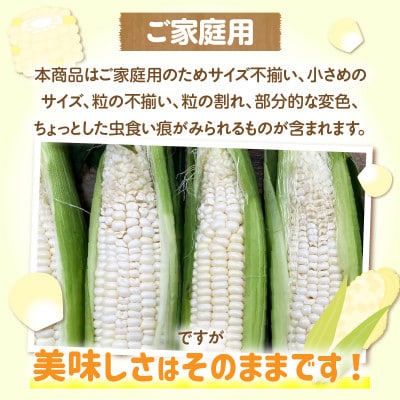 ご家庭用細物ホワイトコーン　約3.5kg