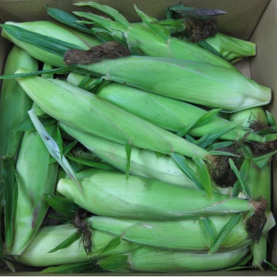 ご家庭用細物ホワイトコーン　約3.5kg