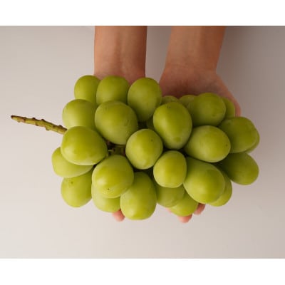 【食べきりサイズ】シャインマスカット　約700g