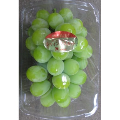 【小分けパック入り】パクパク食べれる・シャインマスカットパック　約1.2kg以上