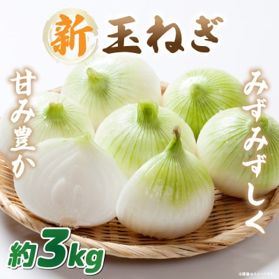 【2026年3月~5月発送】この時期にしか味わえない、みずみずしく甘み豊かな「新玉ねぎ」　約3kg