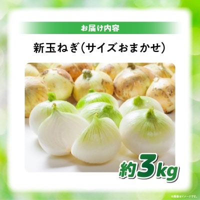 【2026年3月~5月発送】この時期にしか味わえない、みずみずしく甘み豊かな「新玉ねぎ」　約3kg